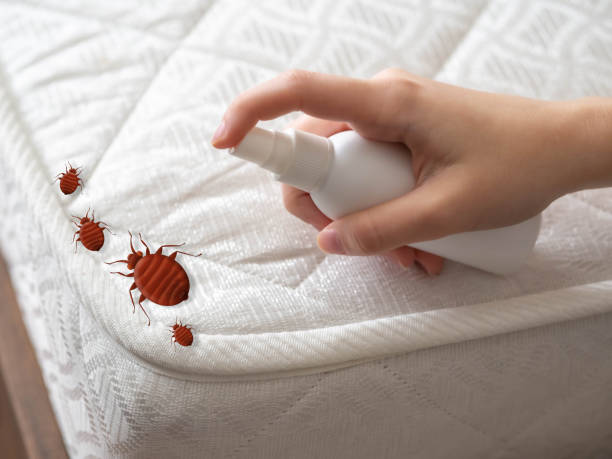 Best Flea Control Services  in West Cape May, NJ