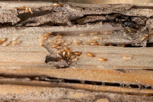 Best Flea Control Services  in West Cape May, NJ