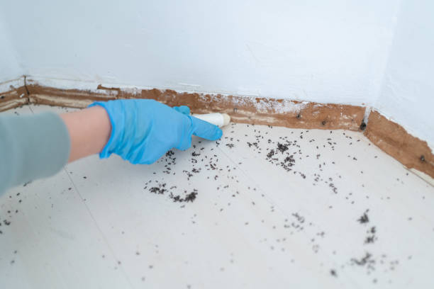 Best Affordable Pest Control Services  in West Cape May, NJ